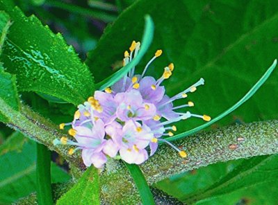 Beauty berry blossom1