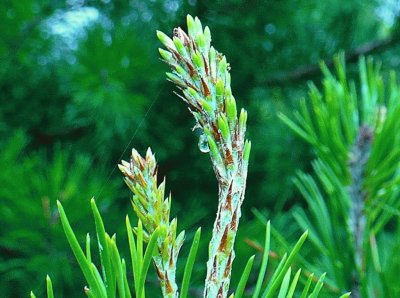 New growth on pine