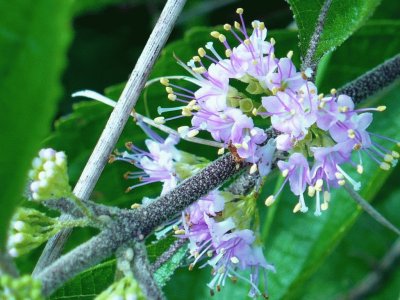 Beauty berry blossom2