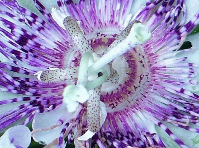 Passion flower close up1