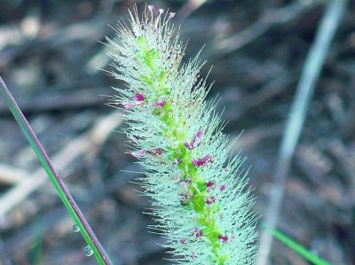 Grass seed head1