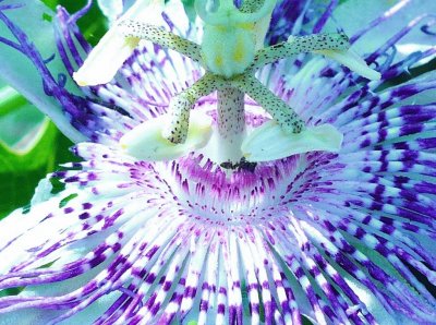 Passion flower close up2