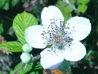 Wild berry blossom