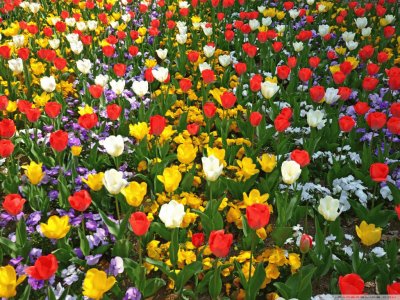 colorful_tulips