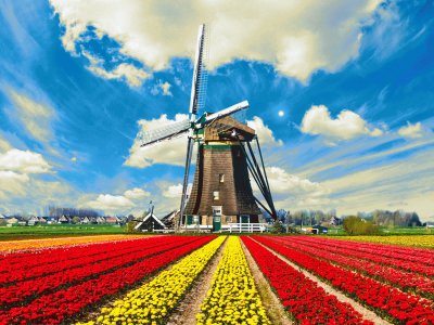 Tulips-Field-In-Holland.