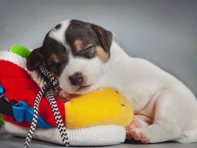 Cute-Sleepy-Puppy