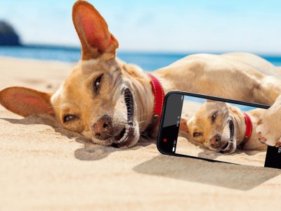 Dog-beach-selfie