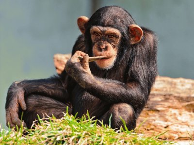 Thinking-Chimp