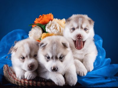 Husky-Puppies