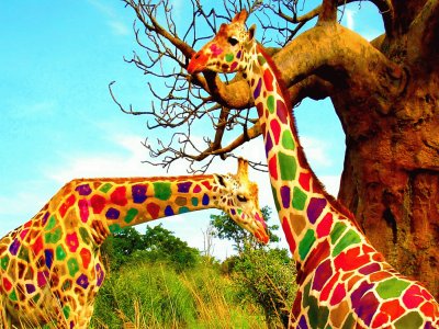 Multicolored-Giraffe