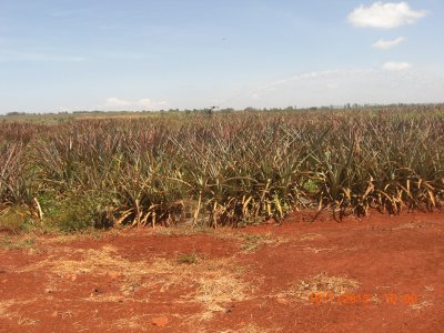 COLTIVAZIONE DI ANANAS