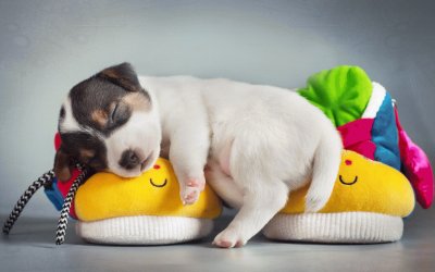 cute-puppy-sleeping