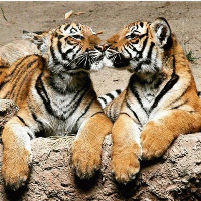 tigers