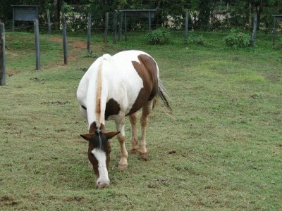 Cavalo Pastando