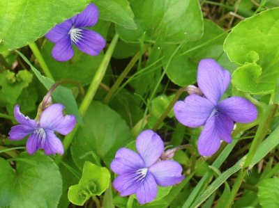 Wild violets