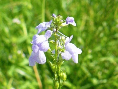 Small wildflower1