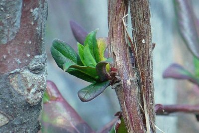 New spring growth1 (photo edited)