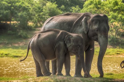 Sri_Lanka_Elephants_Parks_