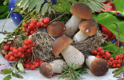 Mushrooms_nature_Berry_