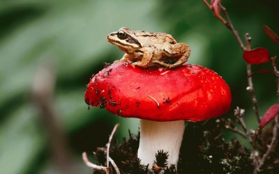 Frogs_Mushrooms_nature_