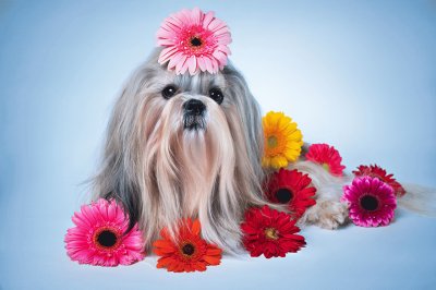 Dogs_Gerberas_