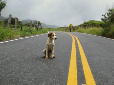 Cachorro perdido no Alfalto