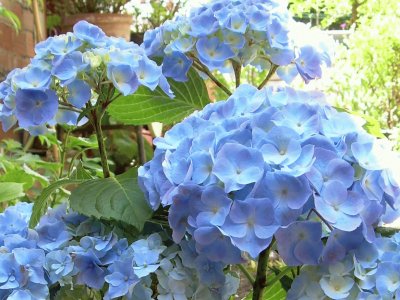 Hortensia