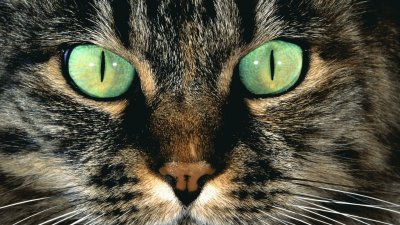 green-eyes-