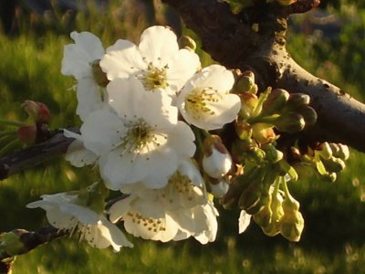 fiori di ciliegio