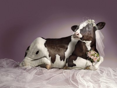 Vaca-Novia