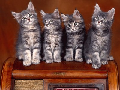 Sweet-Kittens