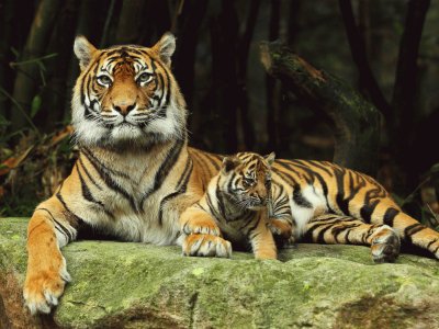 Tiger-Family