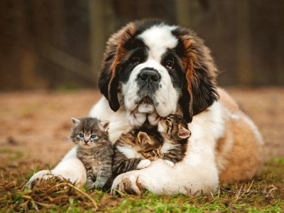 St-Bernard-Dog