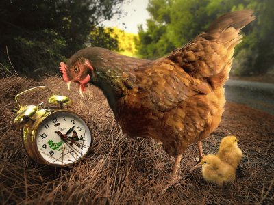 Chicken-and-Alarm