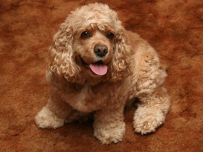 Cocker-Spaniel