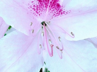 White (with pink) azalea