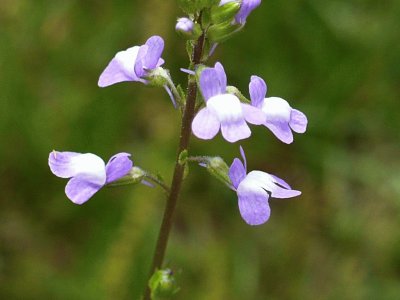 Light lavender wildflower2