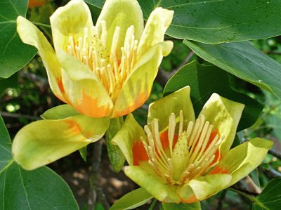 Tulip Tree flowers1