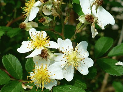 White wild roses1