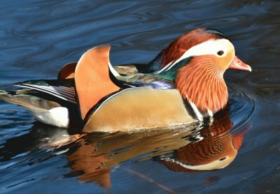 DÃ­a Internacional de las Aves