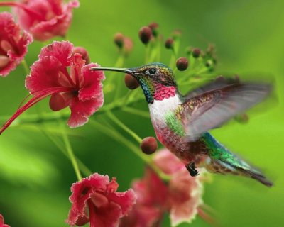 DÃ­a Internacional de las Aves