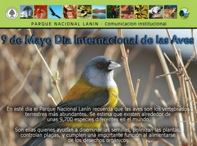 DÃ­a Internacional de las Aves