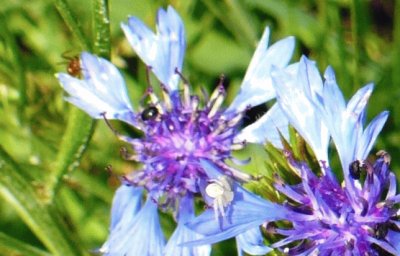 Wild batchelor buttons with insects