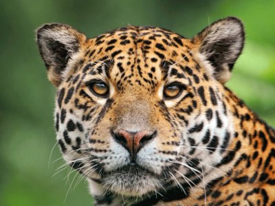 jaguar_face_