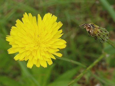 Dandelion2