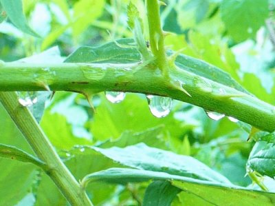 Raindrops on branches