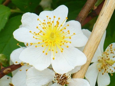 White wild rose2