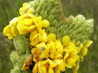 Yellow flowers on spike