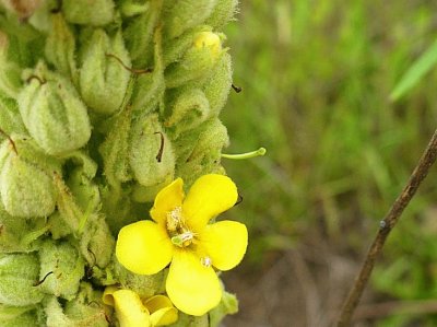 Yellow flower on spike1