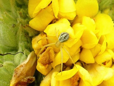 Small spider in flower